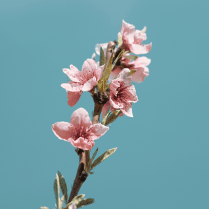 Blue Minimalist “Beautiful Flower” Album Cover